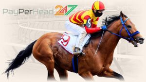 Horse Racing software at PayPerHead247